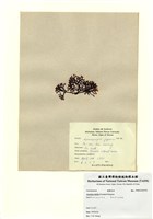 藏品(弱龍鬚菜 )的圖片